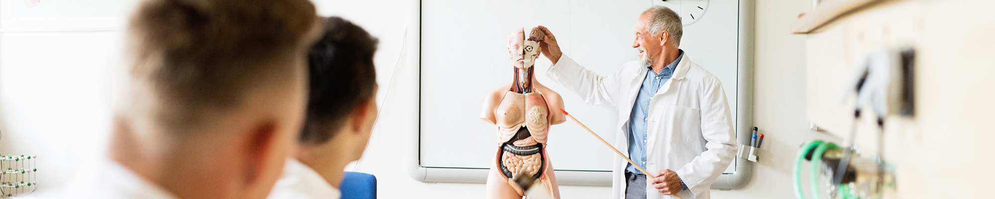 Smart Anatomy Bannder